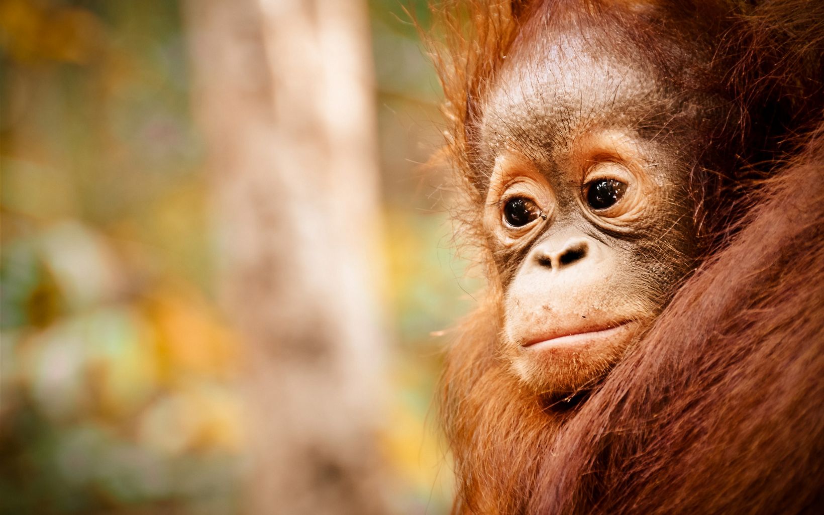closeup of a baby orangutan face