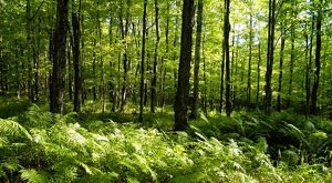 Ferns growing in a forest in summer.