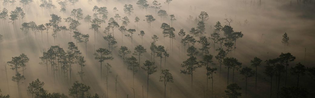 Expansive aerial view of haze hanging over trees in a forest.