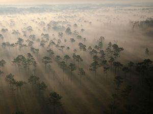 Aerial view of TNC's 12,000-acre Disney Wilderness Preserve in Florida; sun and fog stream through a broad forest.