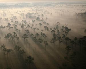 Foggy forest