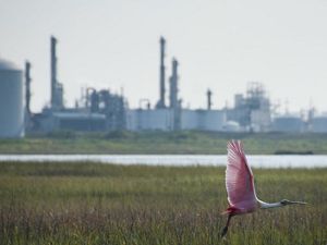 A pink bird flies through a wetland in front of industrial buildings.
