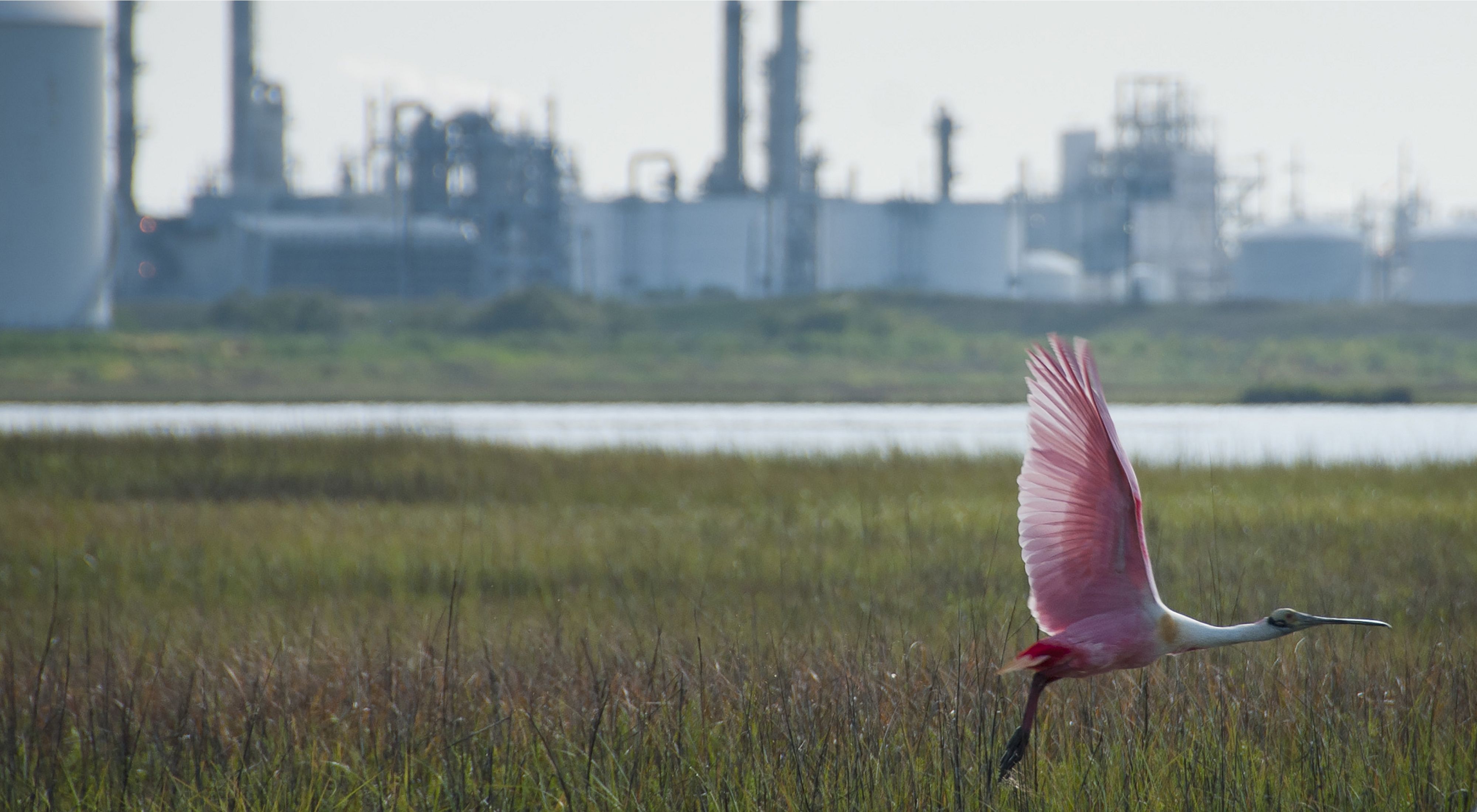 A pink bird flies over grasses in front of water and buildings.