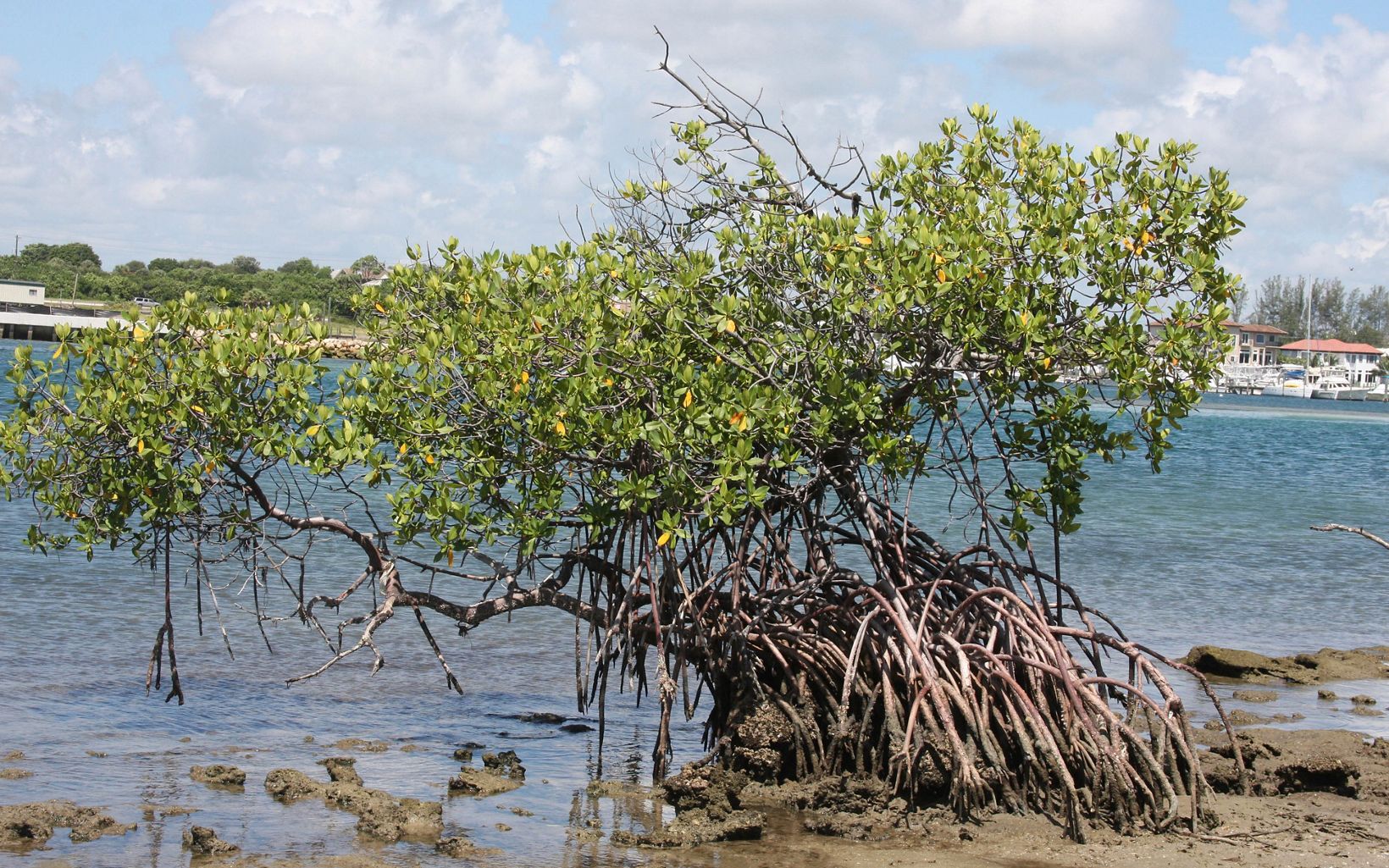 Red Mangroves A red mangrove (Rhizophora mangle) grows at Blowing Rocks Preserve in Florida. © JMC Photography