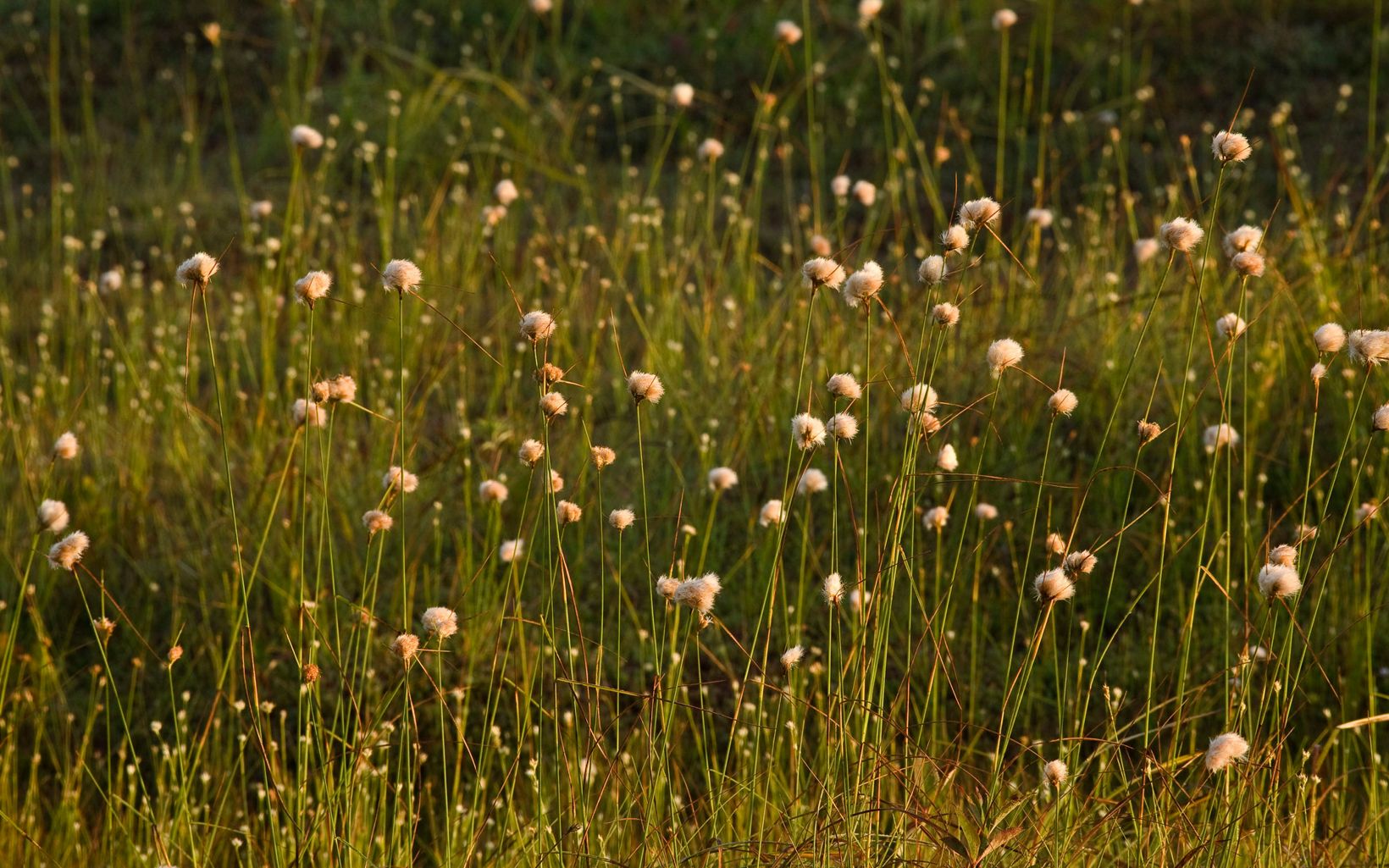 
                
                  Bear Rocks Preserve In some areas, soggy, decay-logged soil supports plants like common cottongrass.
                  © Kent Mason
                
              