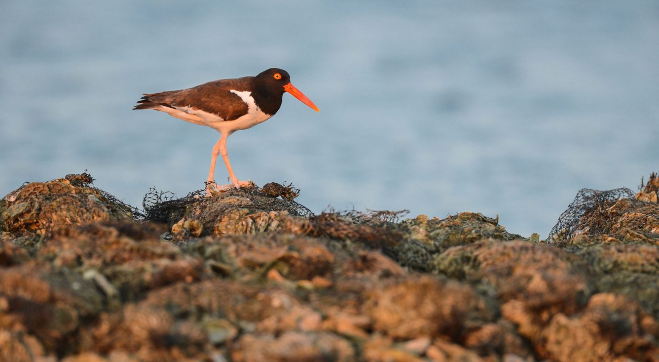 American oystercatcher walks on top of an oyster reef at Coffee Island in Mobile Bay, Alabama.