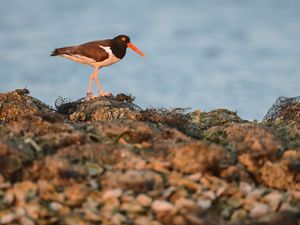 (Haematopus palliatus) at Coffee Island in Mobile Bay, Alabama. The site of oyster reef restoration led by the Nature Conservancy creates important habitat for shorebirds. 
