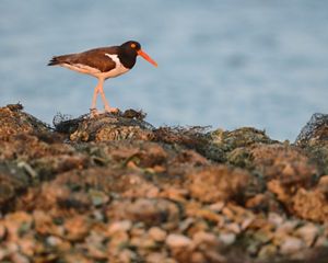 (Haematopus palliatus) at Coffee Island in Mobile Bay, Alabama. The site of oyster reef restoration led by The Nature Conservancy creates important habitat for shorebirds.