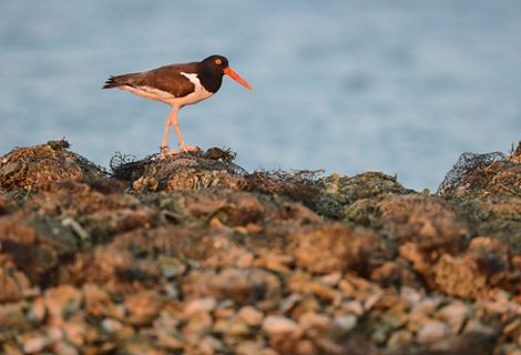 A brown, white and black bird--with a long orange beak--walks on rocks.