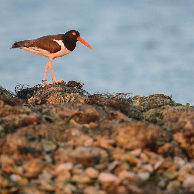 A brown, white and black bird--with a long orange beak--walks on rocks.