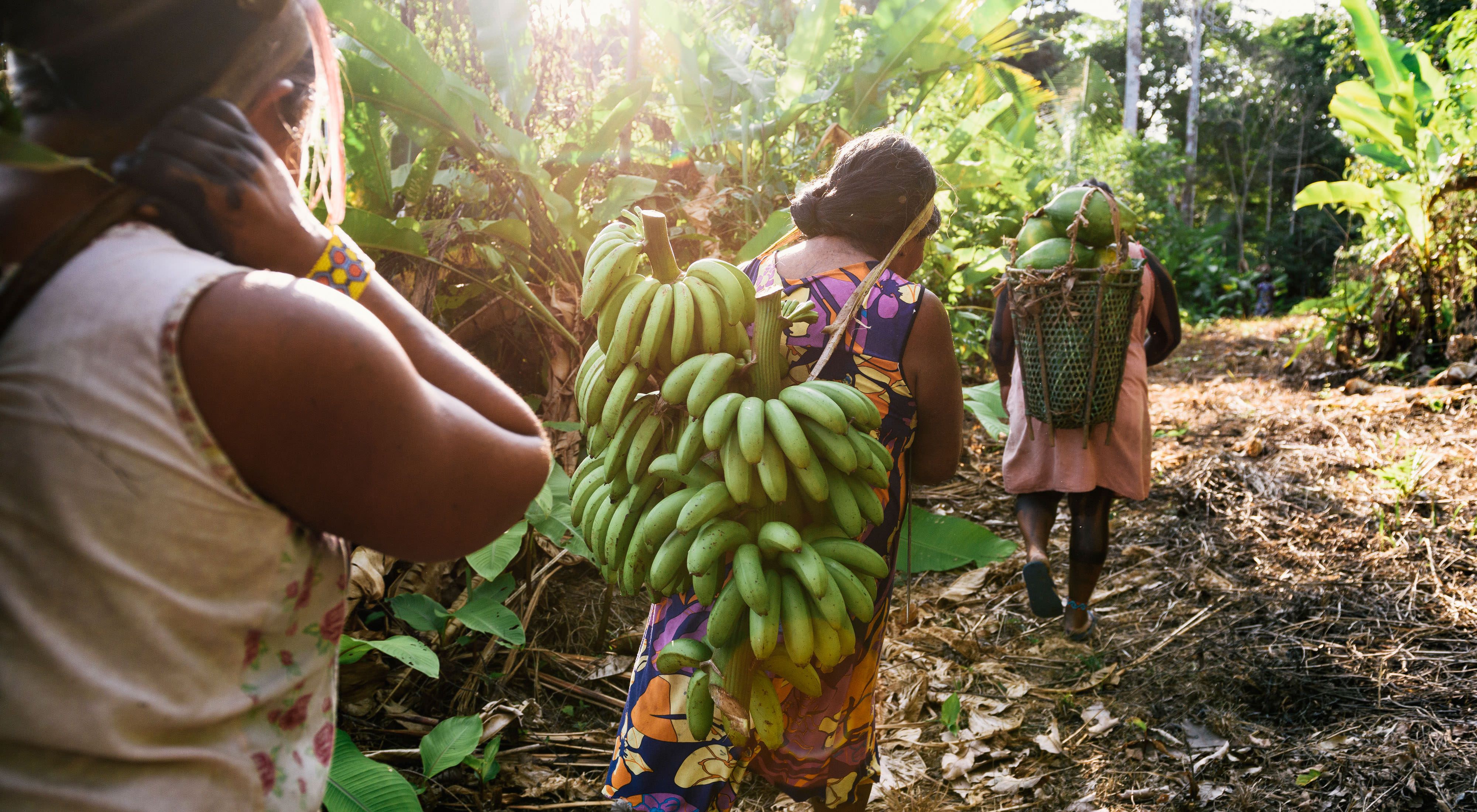 Xikrin women gathering papayas and bananas near Pot-Kro Village, Brazil