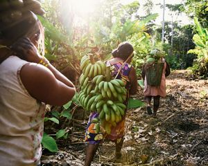 Xikrin women gather bananas and papayas.