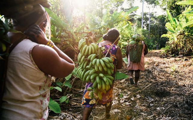 Plátano y papaya de la Amazonía