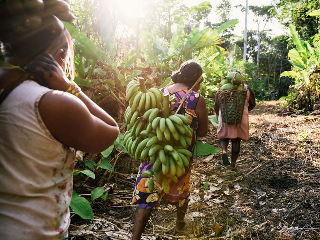 Plátano y papaya de la Amazonía