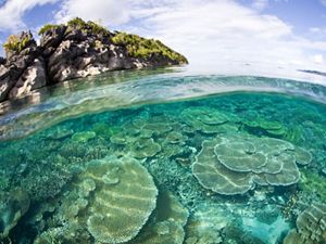 A coral reef patch with the shore in the background.