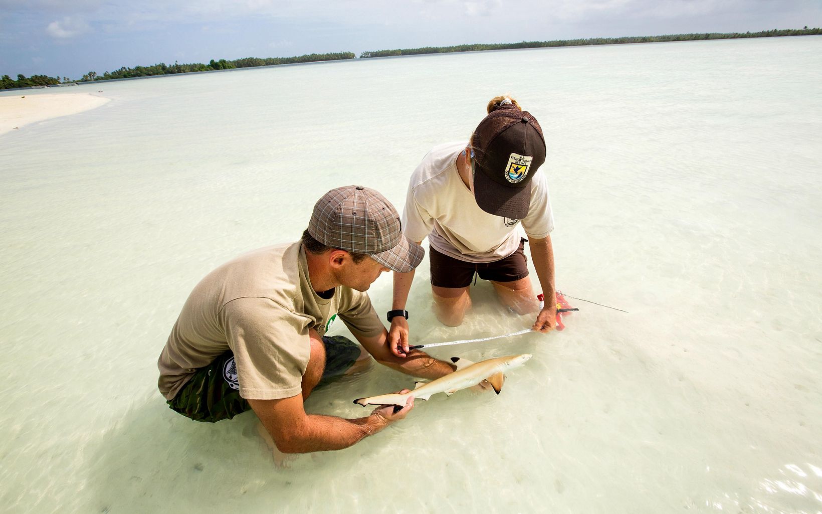 Conservancy staff Kydd Pollock and Amanda Meyer catch and measure a juvenile shark.