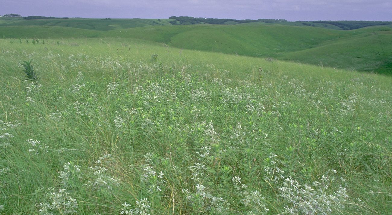 a sprawling green prairie.