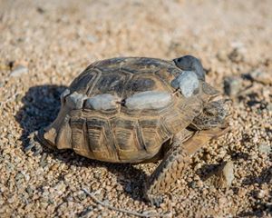 Mojave desert tortoise on the sand with trackers on its back.