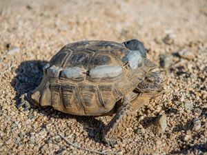 Mojave desert tortoise on the sand with trackers on its back.