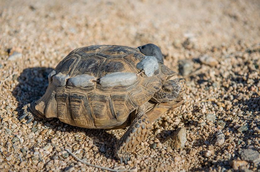 A desert tortoise with radio tracking transmitters attached to its shell.