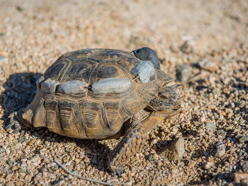 A desert tortoise with radio tracking transmitters attached to its shell.