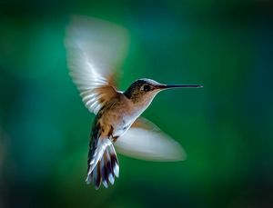 Small ruby-throated hummingbird in flight.