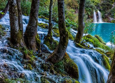 Misty waters rapidly flow over a mossy landscape and through numerous tree trunks, into a bright pool with larger waterfalls and greenery in the background.