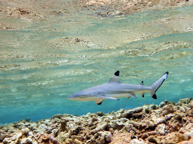 A blacktip shark (Carcharhinus limbatus) at Palmyra Atoll, a spectacular marine wilderness area. TNC bought Palmyra in 2000; today, it's a national marine monument.