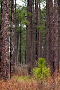 A longleaf seedling at the bottle brush stage in the middle of a mature forest. The bushy top of the seedling resembles a brush.