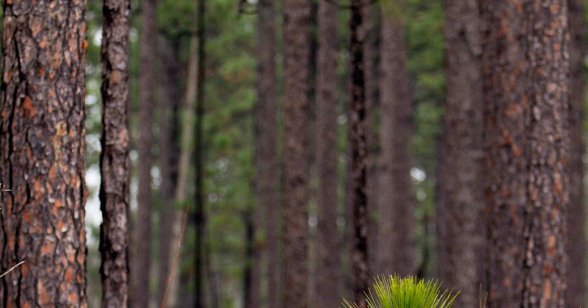 Virginia Forrest Virginia's Forests | The Nature Conservancy