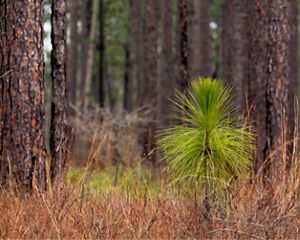 The bushy top of a longleaf pine seedling in its bottle-brush stage rises up through tall, red grass. The trunks of mature pines fill the background.