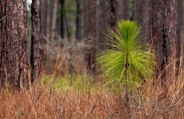 A longleaf seedling at the bottle brush stage in the middle of a mature forest. The bushy top of the seedling resembles a brush.