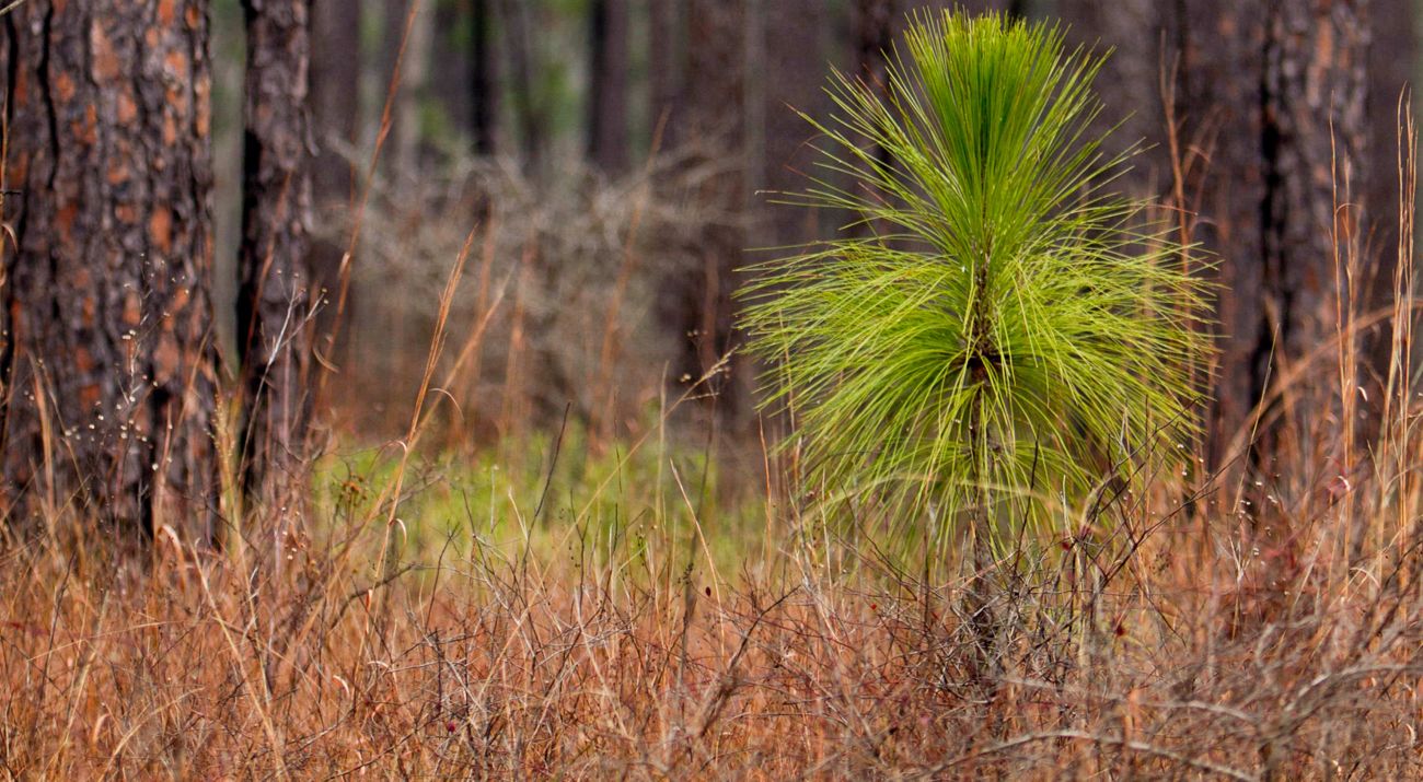 Longleaf pine forest showing a seedling in the "bottlebrush" stage of growth. A short bushy longleaf seedling stand in the foreground backed by the rough trunks of mature pine trees.