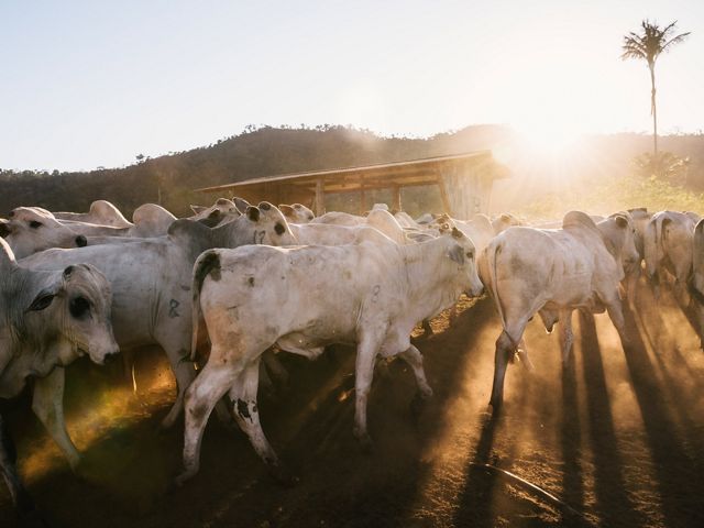 Ganado Nelore en la Amazonía
