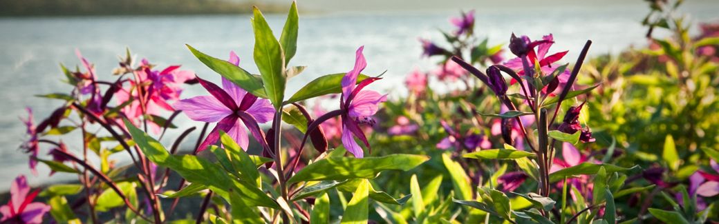 Close-up of pink and purple flowers.
