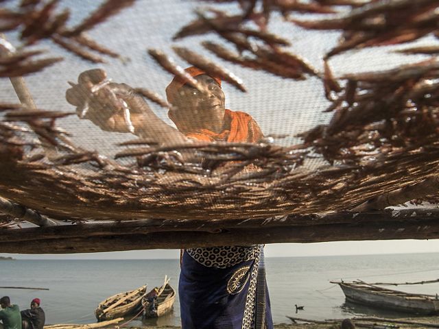 woman placing fish on drying rack