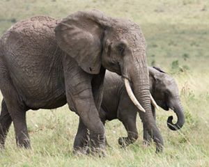 Close-up of African elephants.
