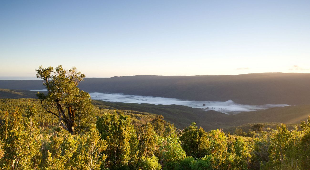 Valdivian coast reserve.