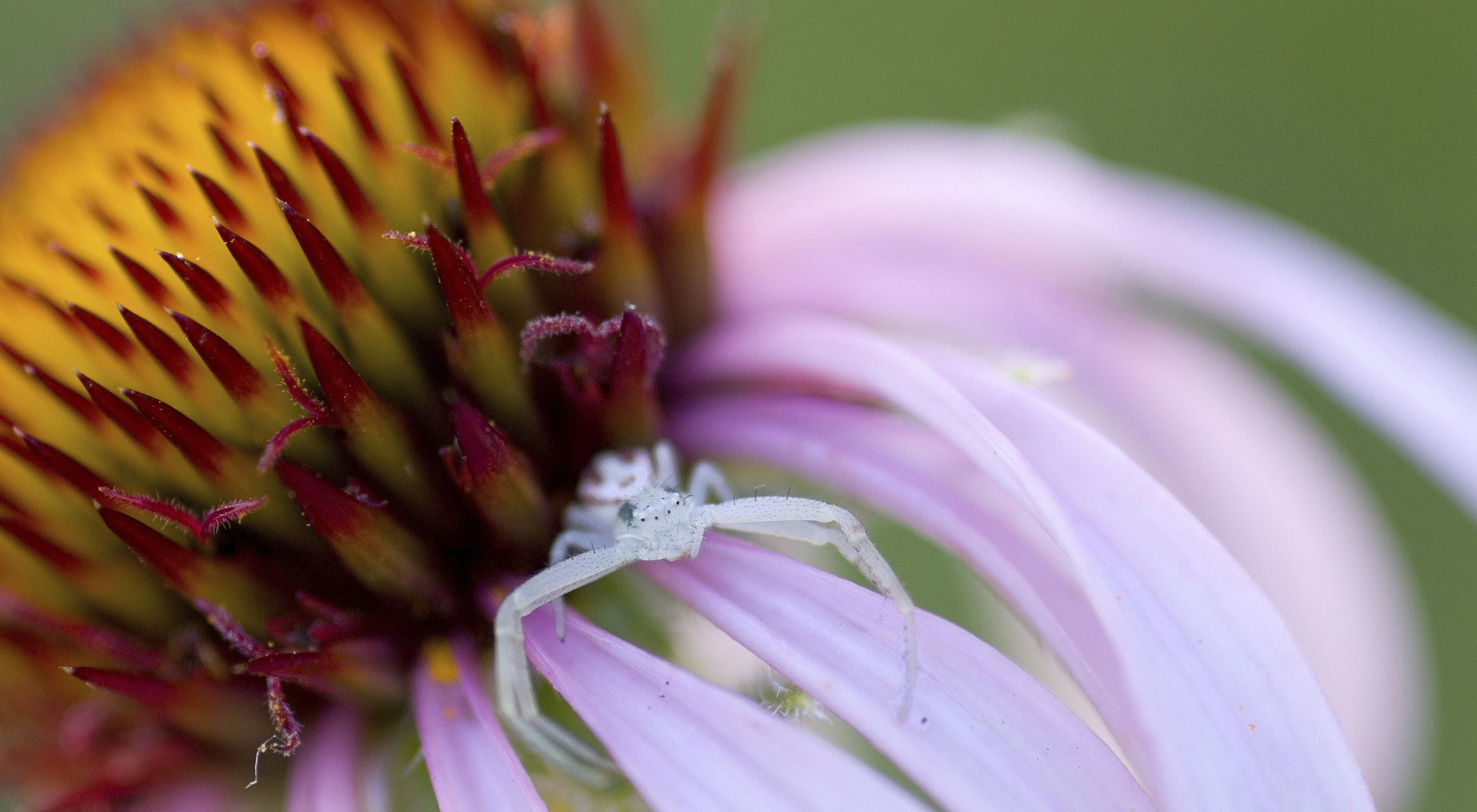 A small, translucent white spider sits on the thin petal of a purple coneflower.