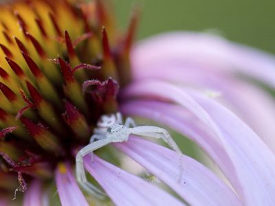 Closeup view of a purple coneflower