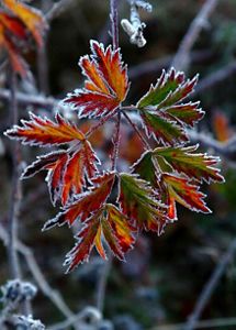  Closeup of frozen leaves in winter, with red, yellow, and green leaves and an outline of frost on each leaf.