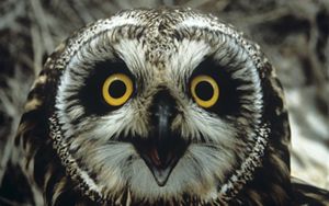 Close up of a short eared owl