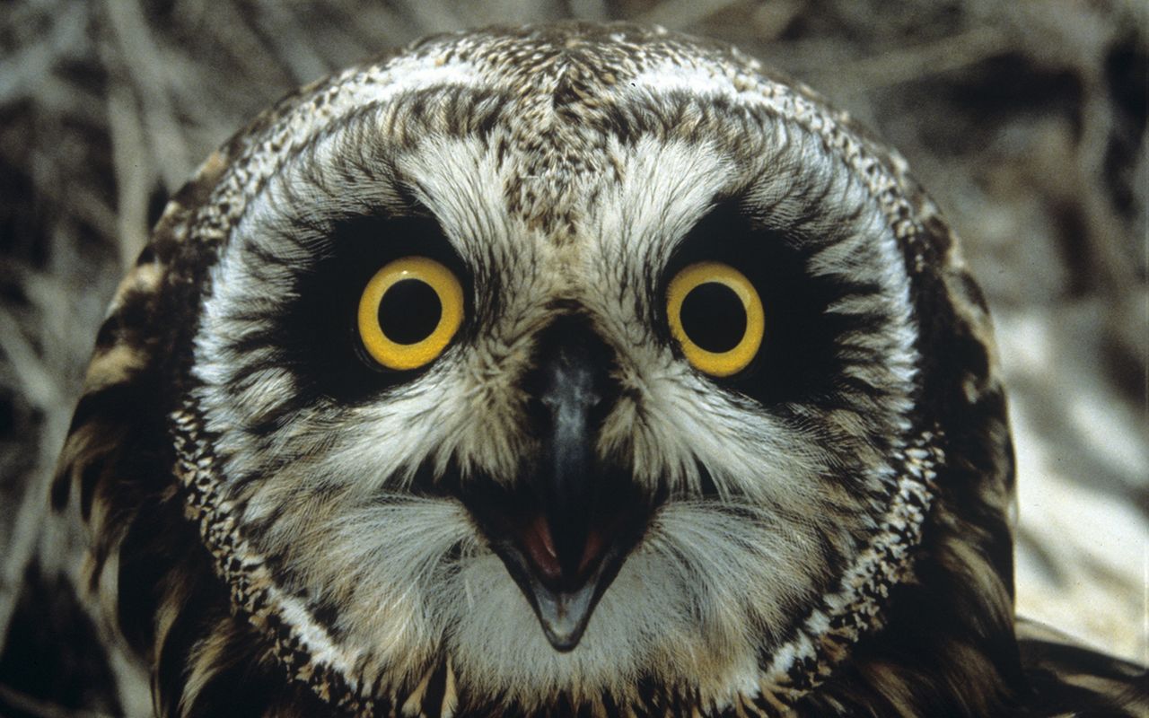Owls The Nature Conservancy