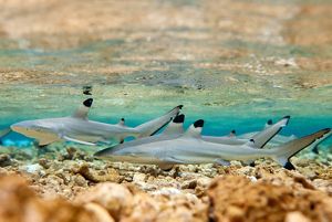 Blacktip Reef Shark Facts And Conservation | TNC