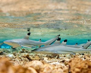 small blacktip sharks swim in shallow tropical water
