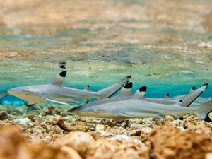A group of young sharks in shallow, tropical water.