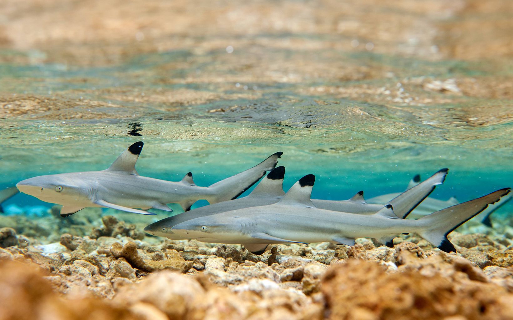 Juvenile blacktip reef sharks wim together in a shallow nursery-like area on the north end of Barren Island within Palmyra Atoll in the equatorial Northern Pacific. © Tim Calver/TNC