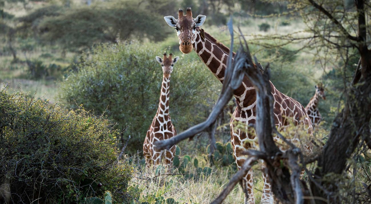 Giraffes_Loisaba_640x400