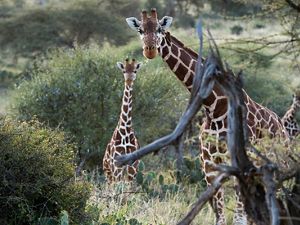 Two reticulated giraffes looking at the camera 