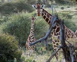 Two reticulated giraffes looking at the camera